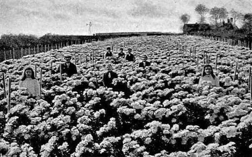 File:Chrysanths1920s.jpg