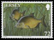 Freshwater fish