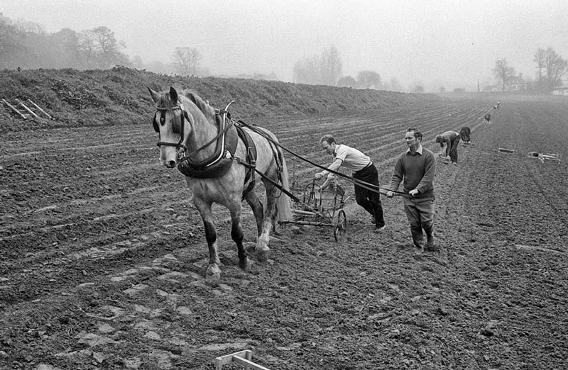 File:F21GrouvillePlanting1977.jpg