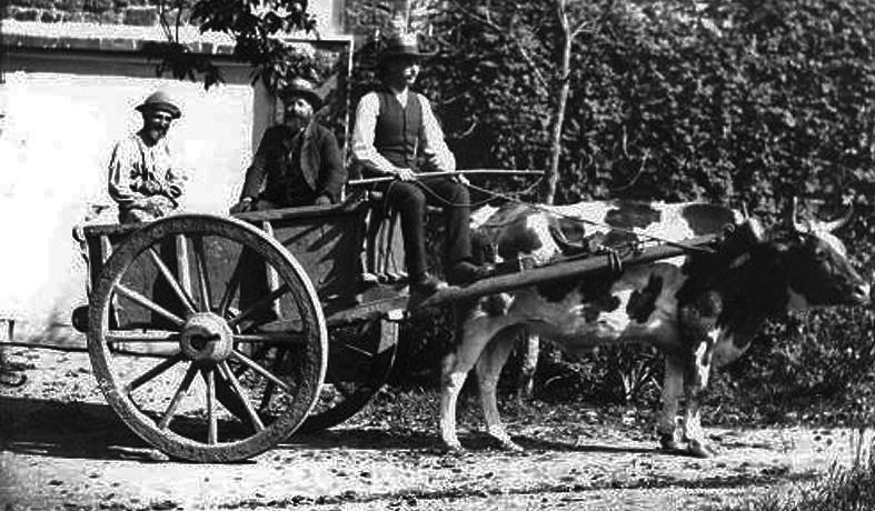 File:Mark15BullCart1900.jpg