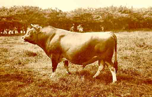 File:Bull.jpg