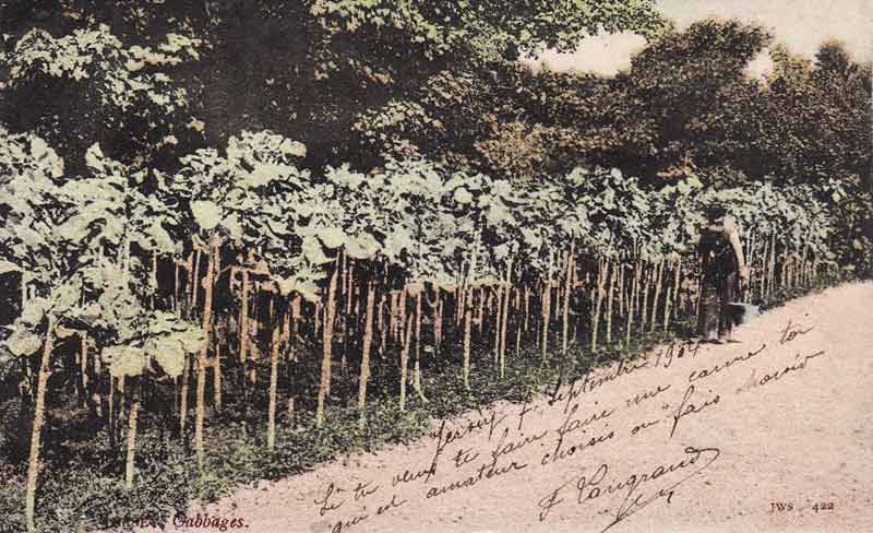 File:JerseyCabbages1904.jpg