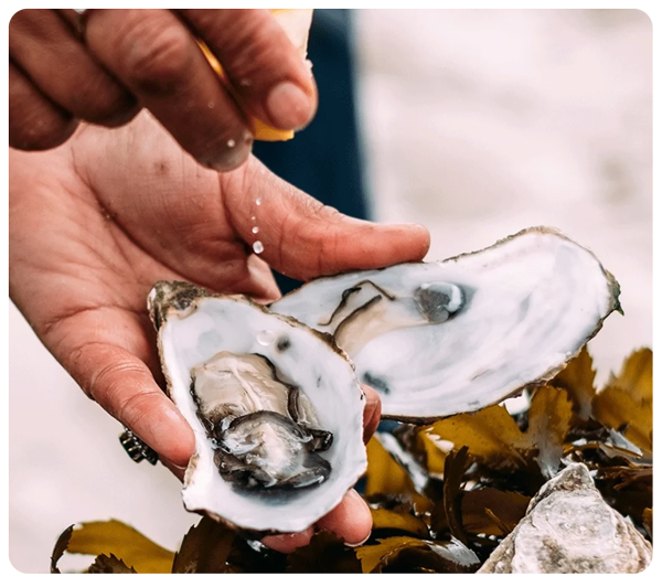 File:Oysters.png