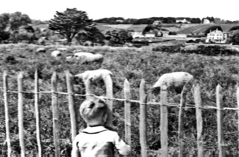 File:JS16Sheep1950s.jpg