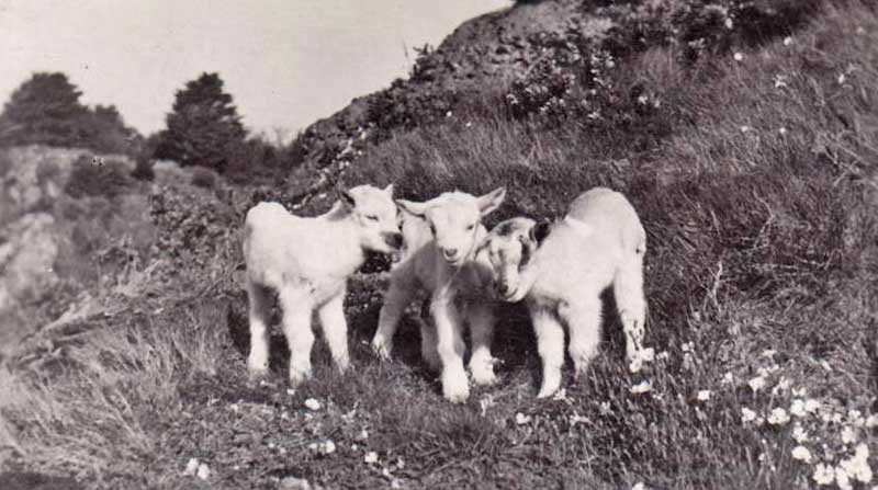File:RozelTriplets1930.jpg