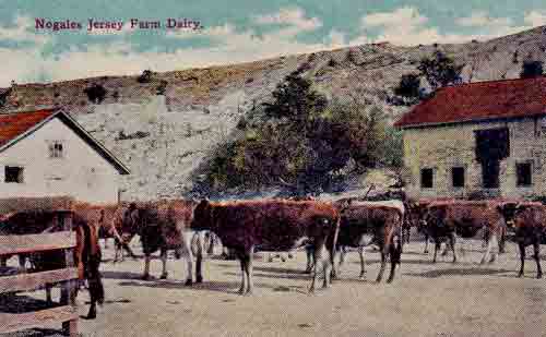 File:Jersey-cattle-Mexico-1910.jpg
