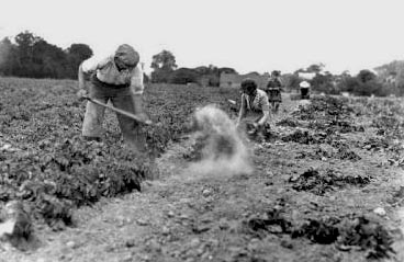 File:Potato digging 1935.jpg
