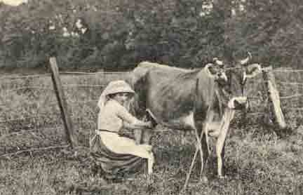 File:Milking1900s.jpg