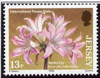 Jersey lilies