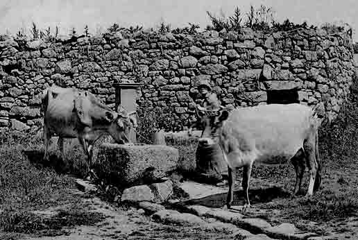 File:Cows2.jpg