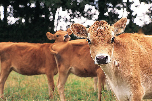 File:Jerseycalves.jpg