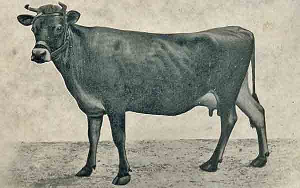 File:Cow.jpg