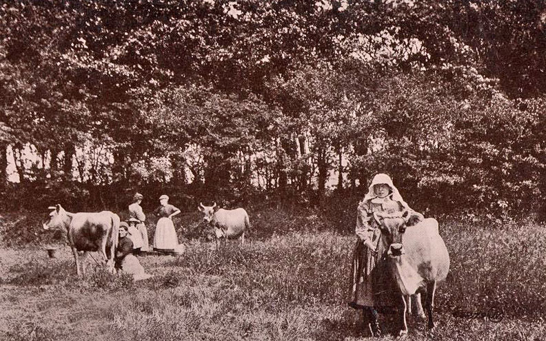 File:F18Cows&Bonnets.jpg