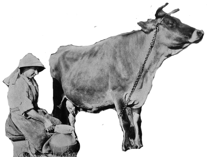 File:Milking.png