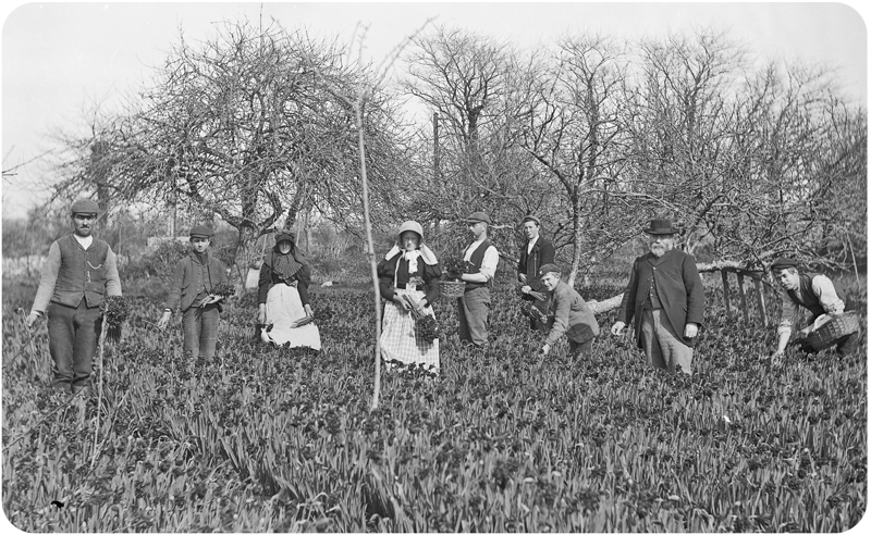 File:FH24DaffodilPicking.png
