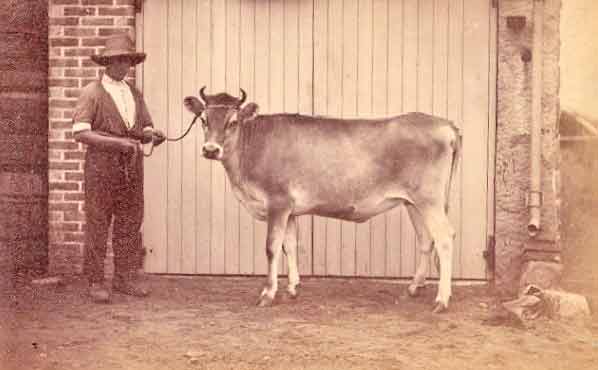 File:CowFarmer1880.jpg