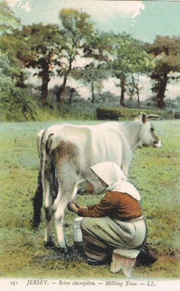File:D19LLTintedMilkingTime.jpg