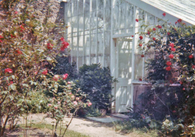 The Vinery door to the Rose Garden, with wisteria on the left