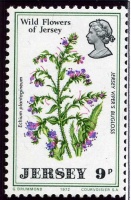 Jersey wildflowers