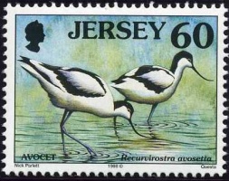 Seabirds and waders