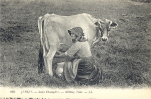 Milking in the field