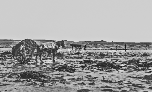 This photograph is believed to have been taken in St Ouen's Bay, but the location has not been positively confirmed