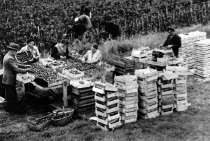 The Simon family at Val de la Mare, packing tomatoes in the field in 1953