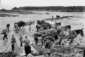 Collecting vraic in 1938