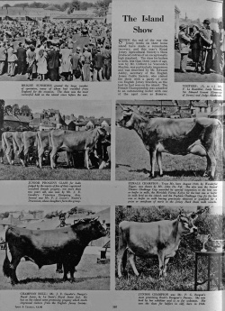 Photographs from the 1948 Island Cattle Show in the Illustrated Sporting and Dramatic News Click here to read the details