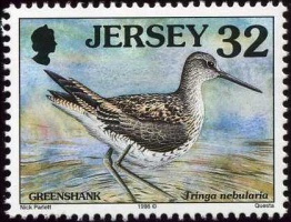 Seabirds and waders