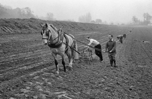 Planting the traditional way in Grouville in 1977
