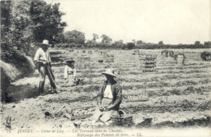 Collecting potatoes for seed
