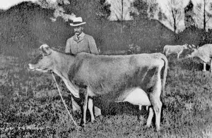 A champion heifer in 1906