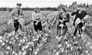 Daffodil picking in 1947