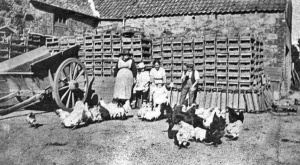 The Dutot farmyard in 1910