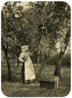 Apple gathering in 1908