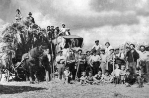 The Cabot family threshing at Bouley Bay Common in 1954
