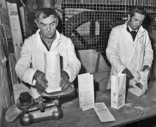 1981- Jersey Evening Post picture