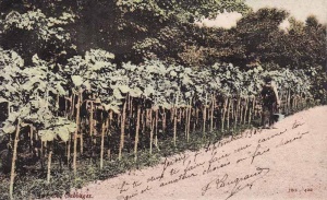 Jersey cabbages in 1904