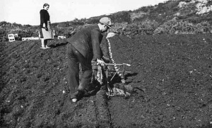 Planting potatoes by hand on a cotil