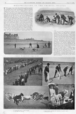 Whippet racing in Jersey in 1905 An article in the Illustrated Sporting and Dramatic News