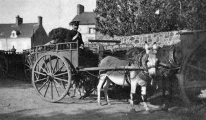1½ horsepower for this militiaman at Green Island during the Great War