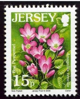 Wildflower definitives
