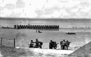 Donkeys for children's rides