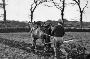 The traditional way of ploughing