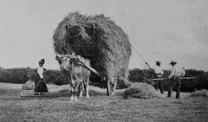 A hay cart in 1905