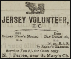 Nicolle John Peree, who farmed near St Mary's Church in 1919, advertised his bull Jersey Volunteer in the Chronique de Jersey at a below-average service fee of 5 shillings ...