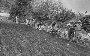 Planting at Grouville in 1938
