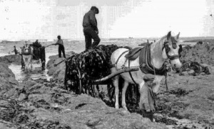 Driving through gullies with laden carts
