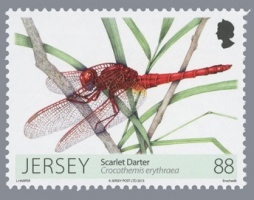 Dragonflies and Damselflies